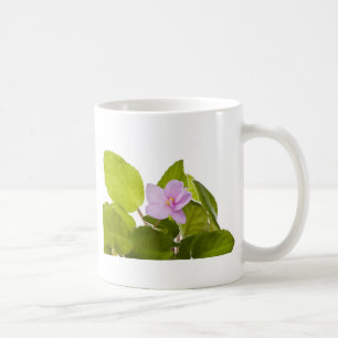 Usambaraveilchen - Saintpaulia ionantha Kaffeetasse