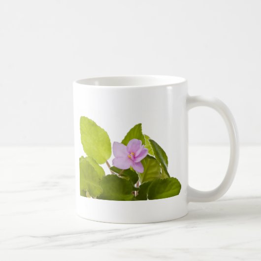 Usambaraveilchen - Saintpaulia ionantha Kaffeetasse (Rechts)