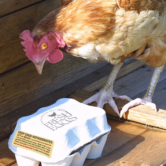 USDA Eierkarton - Sicherheits- und Lagervorschrift