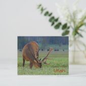 Utah elk Postcard Postkarte (Stehend Vorderseite)