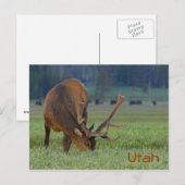 Utah elk Postcard Postkarte (Vorne/Hinten)