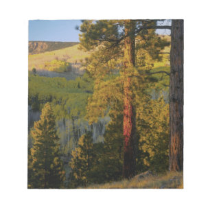 UTAH. Gelbkiefern & Espe, Herbst. Sonnenaufgang, Notizblock