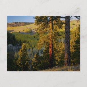 UTAH. Ponderosa Pines & aspen, Herbst. Sonnenaufga Postkarte