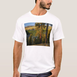 UTAH. Ponderosa-Pinien und Apfel, Herbst. Sonnenau T-Shirt
