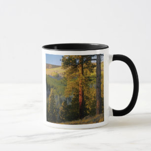 UTAH. Ponderosa-Pinien und Apfel, Herbst. Sonnenau Tasse