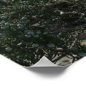 Utah Raven Poster (Ecke)