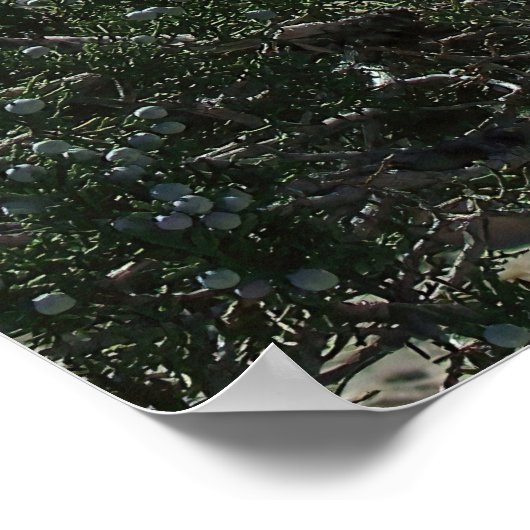 Utah Raven Poster (Ecke)