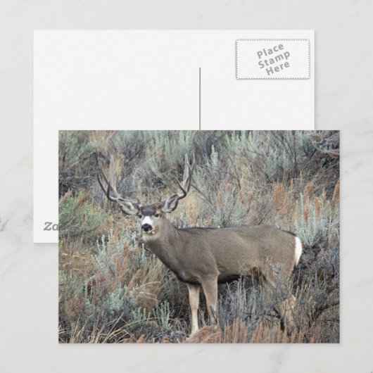 Utah Saule Postkarte (Vorne/Hinten)