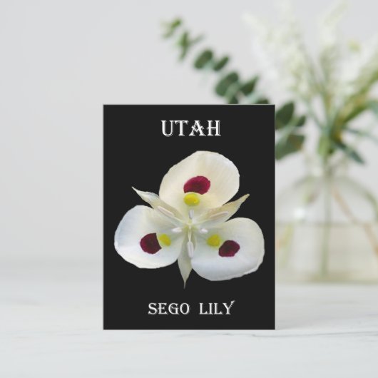 Utah Sego Lily Postkarte (Stehend Vorderseite)