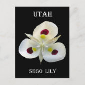 Utah Sego Lily Postkarte (Vorderseite)