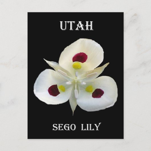 Utah Sego Lily Postkarte (Vorderseite)