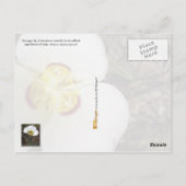 Utah Staat Blume: Sego Lily Postkarte (Rückseite)