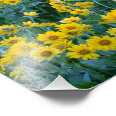 UTAH. USA. Arrowleaf balsamroot Balsamorhiza Fotodruck (Ecke)