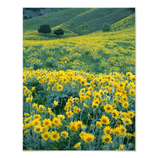 UTAH. USA. Arrowleaf balsamroot Balsamorhiza Fotodruck (Vorne)