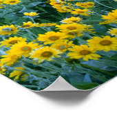 UTAH. USA. Arrowleaf balsamroot Balsamorhiza Poster (Ecke)