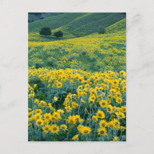 UTAH. USA. Arrowleaf balsamroot Balsamorhiza Postkarte