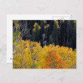 Utah. USA. Aspen Bäume im Herbst auf dem Sevier Postkarte (Vorne/Hinten)