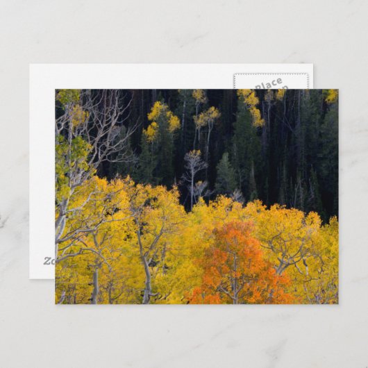 Utah. USA. Aspen Bäume im Herbst auf dem Sevier Postkarte (Vorne/Hinten)