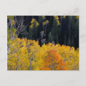 Utah. USA. Aspen Bäume im Herbst auf dem Sevier Postkarte (Vorderseite)