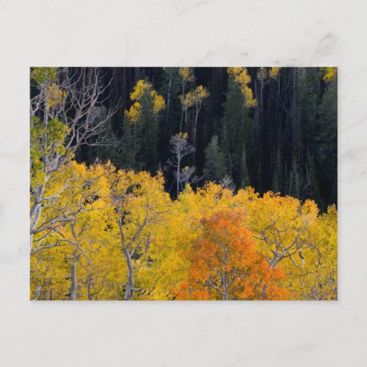 Utah. USA. Aspen Bäume im Herbst auf dem Sevier Postkarte (Vorderseite)