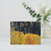 Utah. USA. Aspen Bäume im Herbst auf dem Sevier Postkarte (Stehend Vorderseite)