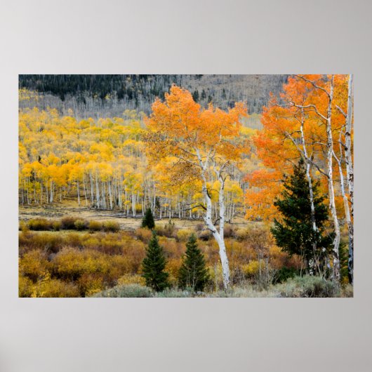 Utah, USA Aspen-Bäume und Wild-Dicken Poster (Vorne)