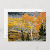 Utah, USA Aspen-Bäume und Wild-Dicken Postkarte (Vorne/Hinten)