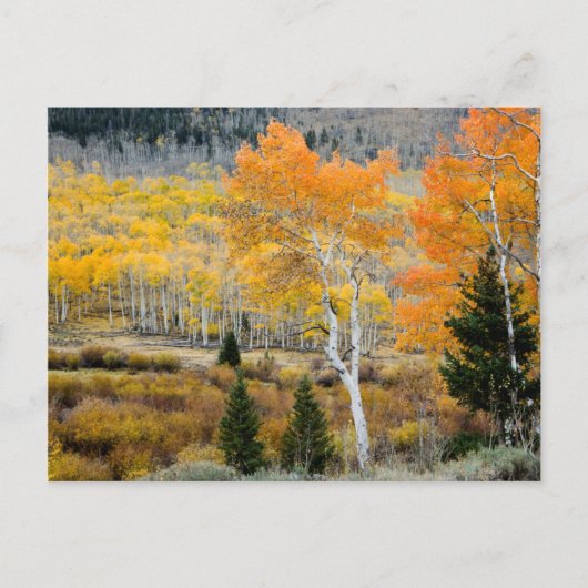 Utah, USA Aspen-Bäume und Wild-Dicken Postkarte (Vorderseite)