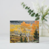 Utah, USA Aspen-Bäume und Wild-Dicken Postkarte (Stehend Vorderseite)