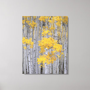 UTAH. USA. Aspen grove (Populus tremuloides) in Leinwanddruck