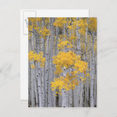 UTAH. USA. Aspen grove (Populus tremuloides) in Postkarte (Vorne/Hinten)