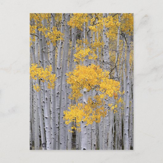 UTAH. USA. Aspen grove (Populus tremuloides) in Postkarte (Vorderseite)