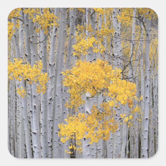 UTAH. USA. Aspen grove (Populus tremuloides) in Quadratischer Aufkleber (Vorderseite)