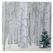 UTAH. USA. Aspen (Populus tremuloides) & Douglas Fliese (Vorderseite)