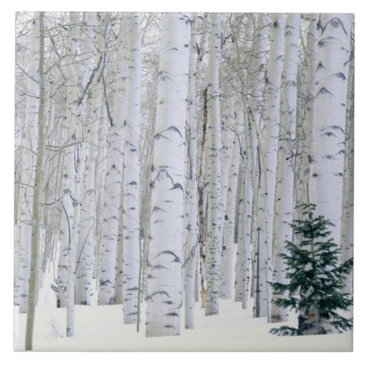 UTAH. USA. Aspen (Populus tremuloides) & Douglas Fliese (Vorderseite)