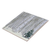 UTAH. USA. Aspen (Populus tremuloides) & Douglas Fliese (Seite)