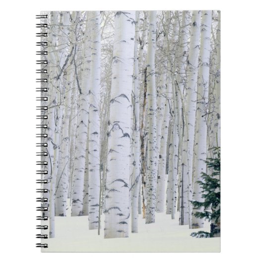 UTAH. USA. Aspen (Populus tremuloides) & Douglas Notizblock (Vorderseite)