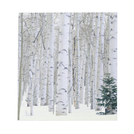 UTAH. USA. Aspen (Populus tremuloides) & Douglas Notizblock (Vorderseite)