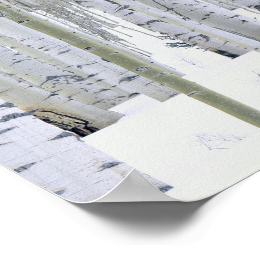 UTAH. USA. Aspen (Populus tremuloides) & Douglas Poster (Ecke)