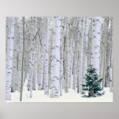 UTAH. USA. Aspen (Populus tremuloides) & Douglas Poster (Vorne)