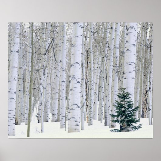 UTAH. USA. Aspen (Populus tremuloides) & Douglas Poster (Vorne)