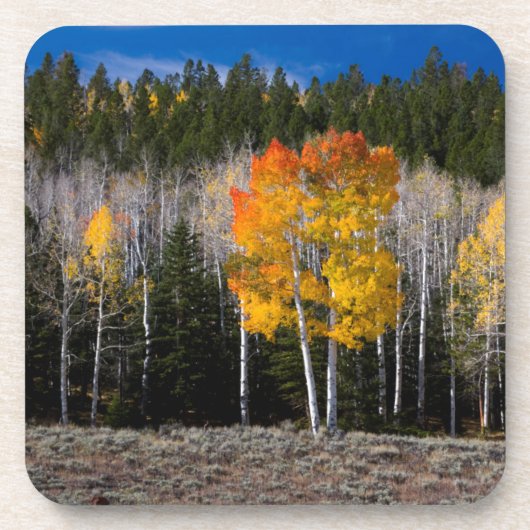 Utah, USA. Aspen Trees (Populus Tremuloides) 2 Getränkeuntersetzer (Vorderseite)