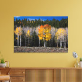 Utah, USA Aspen Trees (Populus Tremuloides) 2 Leinwanddruck (Insitu (Wohnzimmer))