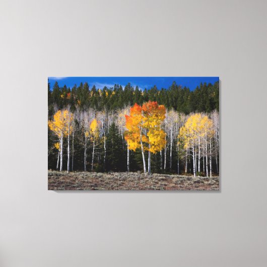 Utah, USA Aspen Trees (Populus Tremuloides) 2 Leinwanddruck (Vorderseite)