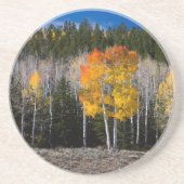 Utah, USA. Aspen Trees (Populus Tremuloides) 2 Untersetzer (Vorne)