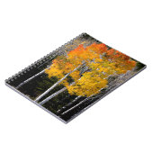 Utah, USA. Aspen Trees (Populus Tremuloides) 3 Notizblock (Linke Seite)