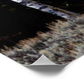 Utah, USA Aspen Trees (Populus Tremuloides) 3 Poster (Ecke)