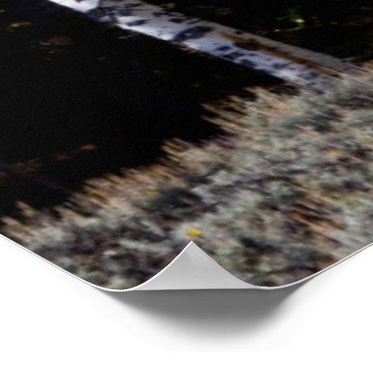 Utah, USA Aspen Trees (Populus Tremuloides) 3 Poster (Ecke)