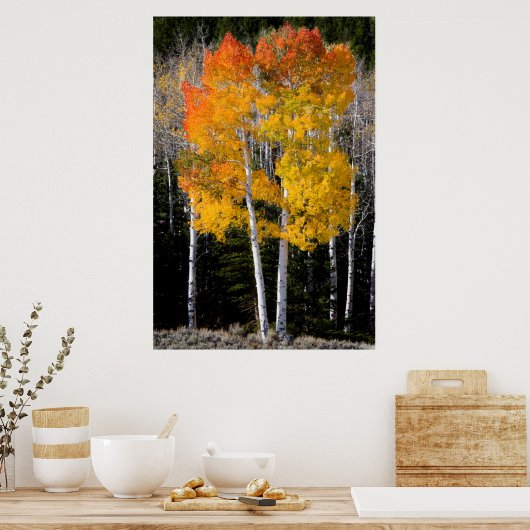 Utah, USA Aspen Trees (Populus Tremuloides) 3 Poster (Küche)