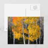 Utah, USA Aspen Trees (Populus Tremuloides) 3 Postkarte (Vorne/Hinten)
